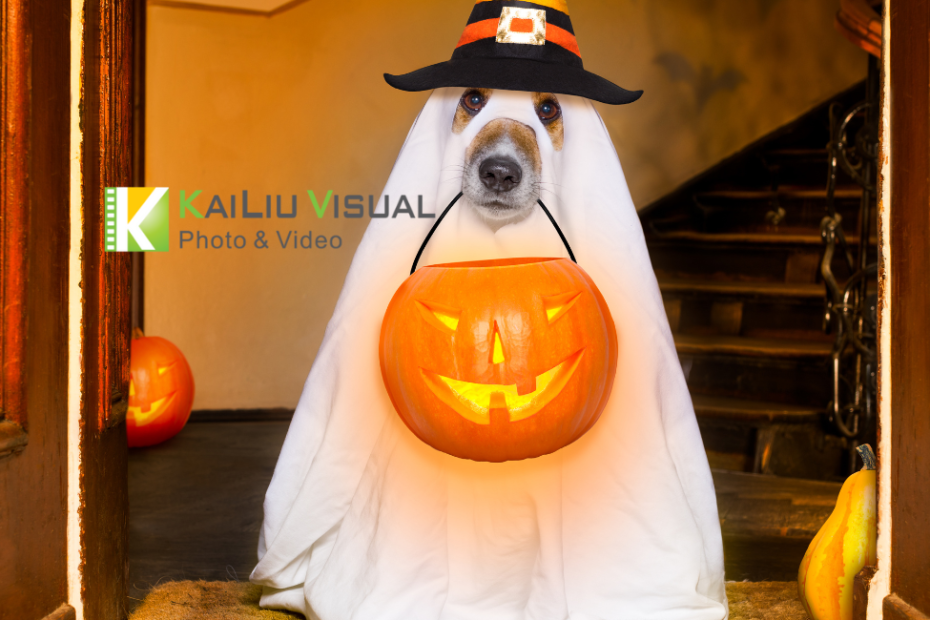 What Are Favorite Halloween Costumes For Pets